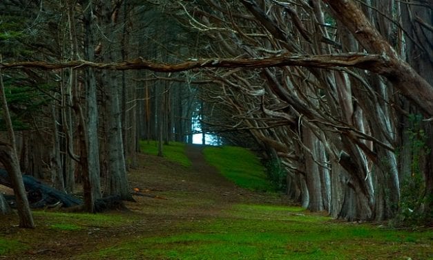 Among the Cypress Trees by Edmund Stone