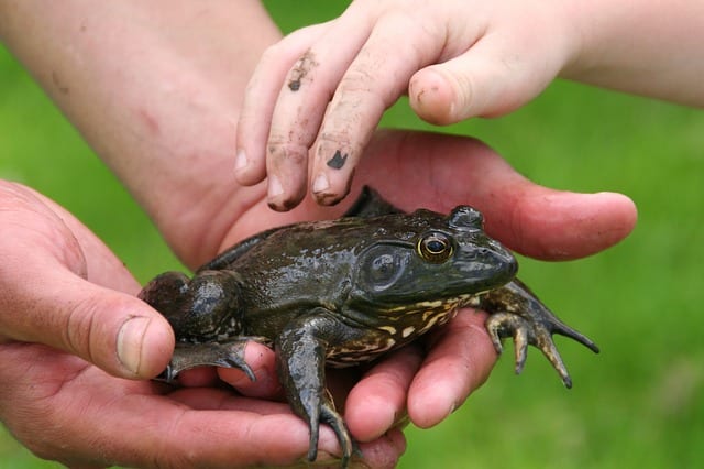 Where the Bullfrogs Gather by James Pack