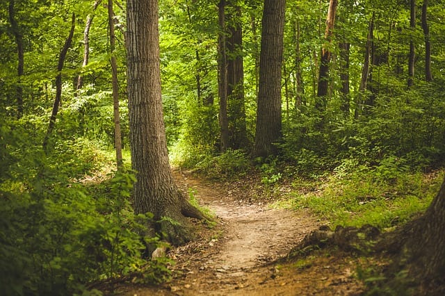 The Path by Jeff Dosser