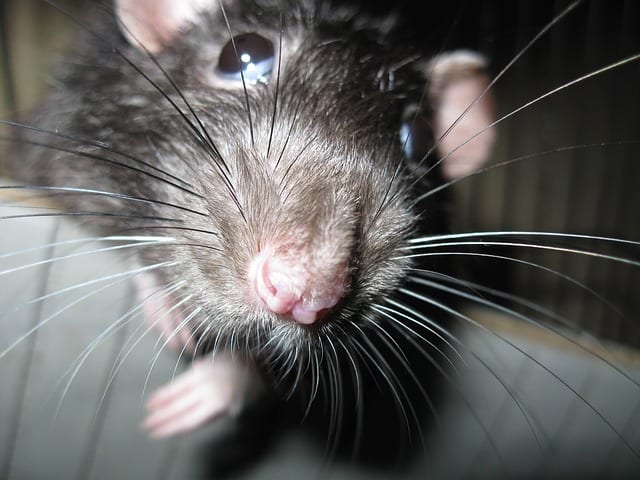 The Rat by Kemal Onor