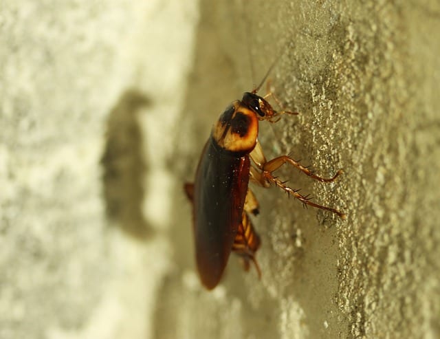 Bedbug by Luke Foster